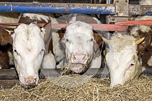 Cows eating hay fodder, three heads eating straw in a barn, peeking through the bars