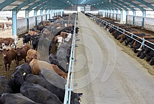 Cows eating hay on moden farm