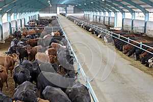 Cows eating hay on moden farm