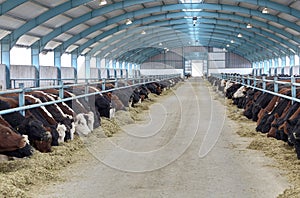 Cows eating hay on moden farm