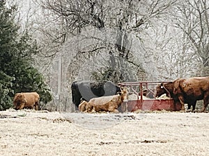 Cows eating hay in a winter ice storm, Oklahoma