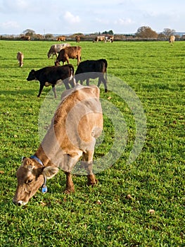 Cows eating on pasture.