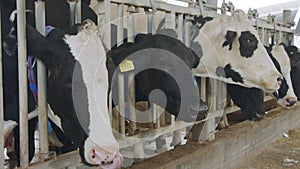 Cows eating Silage in a large dairy farm, milk production