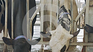 Cows eating Silage in a large dairy farm, milk production