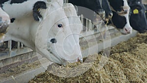 Cows eating Silage in a large dairy farm, milk production