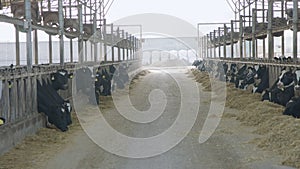 Cows eating Silage in a large dairy farm, milk production