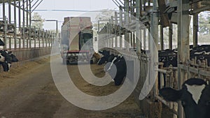 Cows eating Silage in a large dairy farm, milk production