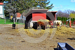 Cows eating straw on a farm. Farming in countryside