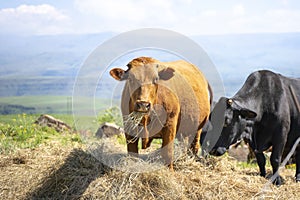 Cows eating straw hay on pasture