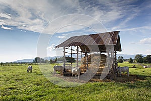 Cows eating straw on the meadow