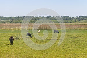 Cows eating in a swamp on a farm in Lagoa do Peixe National Park photo