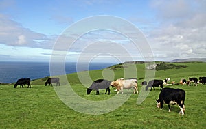 Cows and the English Channel