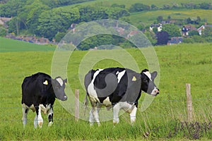 Cows - Beautiful countryside in Dorset, UK