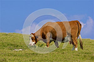 Cows and English countryside, UK