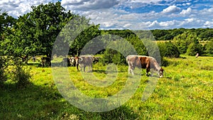 Cows English longhorn cattle Epping Forest