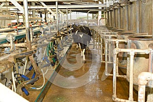 Cows enter a milking shed