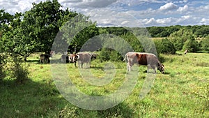 Cows from Epping Forest