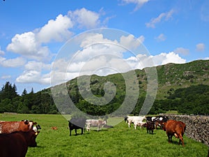 Cows in Eskdale, Lake District