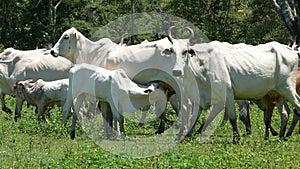 Cows in Estancia. Bolivia, south America. photo