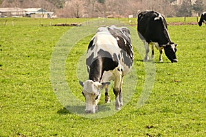 Cows esting grass on a pastuye.