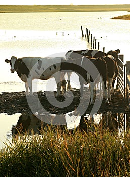 Cows in the evening sun