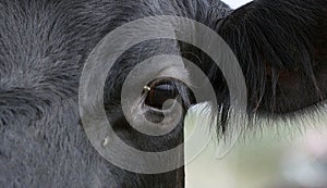 A cows eye as she stares at me