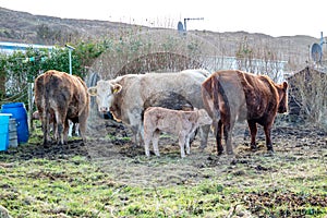 Cows family in a green field in County Donegal - Ireland