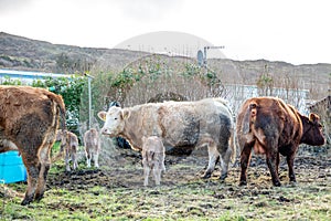 Cows family in a green field in County Donegal - Ireland