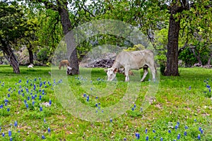 Cows in Famous Texas Bluebonnet (Lupinus texensis) Wildflowers. photo
