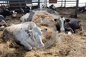 Cows on the farm