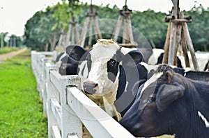 Cows on Farm.