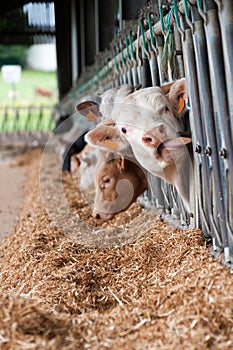 Cows on the farm