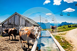 Cows on a farm