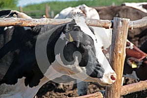 Cows on the farm