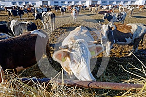 Cows on the farm