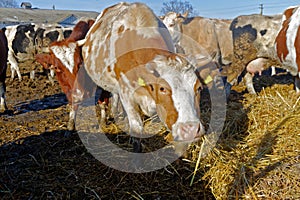 Cows on the farm