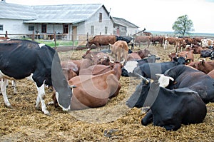 Cows on a farm.