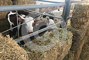 Cows at the farm barn