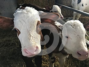Cows at the farm barn
