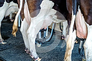 Cows in farm, Cow milking facility with modern milking machines photo