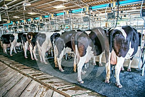 Cows in farm, Cow milking facility with modern milking machines