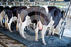 Cows in farm, Cow milking facility with modern milking machines