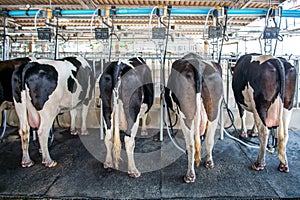 Cows in farm, Cow milking facility with modern milking machines
