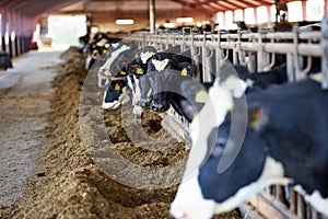 Cows in a farm. Dairy cows.