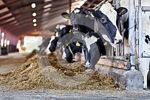 Cows in a farm. Dairy cows.