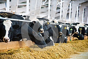 Cows in a farm. Dairy cows