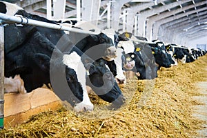 Cows in a farm. Dairy cows