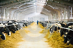 Cows in a farm. Dairy cows