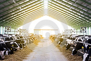 Cows in a farm, dairy cows laying on the fresh hay, concept of modern farm cowshed