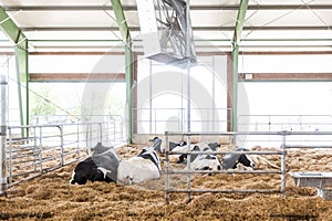 Cows in a farm, dairy cows laying on the fresh hay, concept of modern farm cowshed